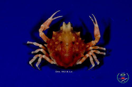 屏東縣小琉球發現兩種美麗的臺灣新紀錄種螃蟹...