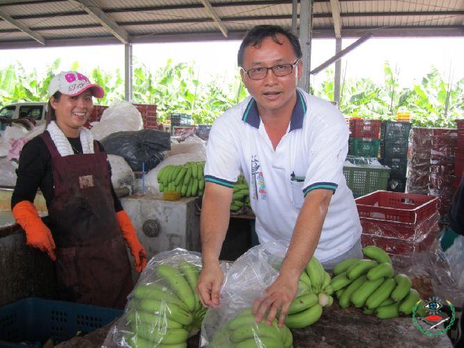 種香蕉供便利超商 余致榮獲102全國施肥達人...