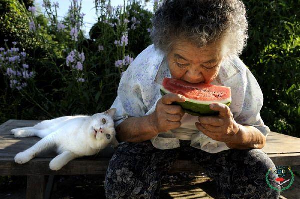 老祖母與小白貓(動物能感受到人類對它的情感，是善意或是惡意)+...