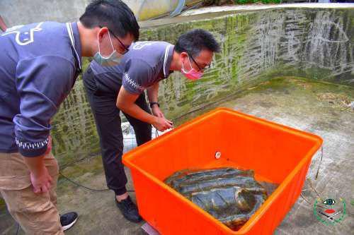 新竹--客雅溪出現120公分鱷龜　...