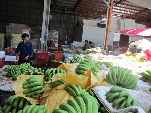 屏東香蕉量減價穩 營養豐富隨時來一蕉...