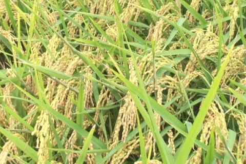 2012年臺南好米季四區稻米產業文化活動